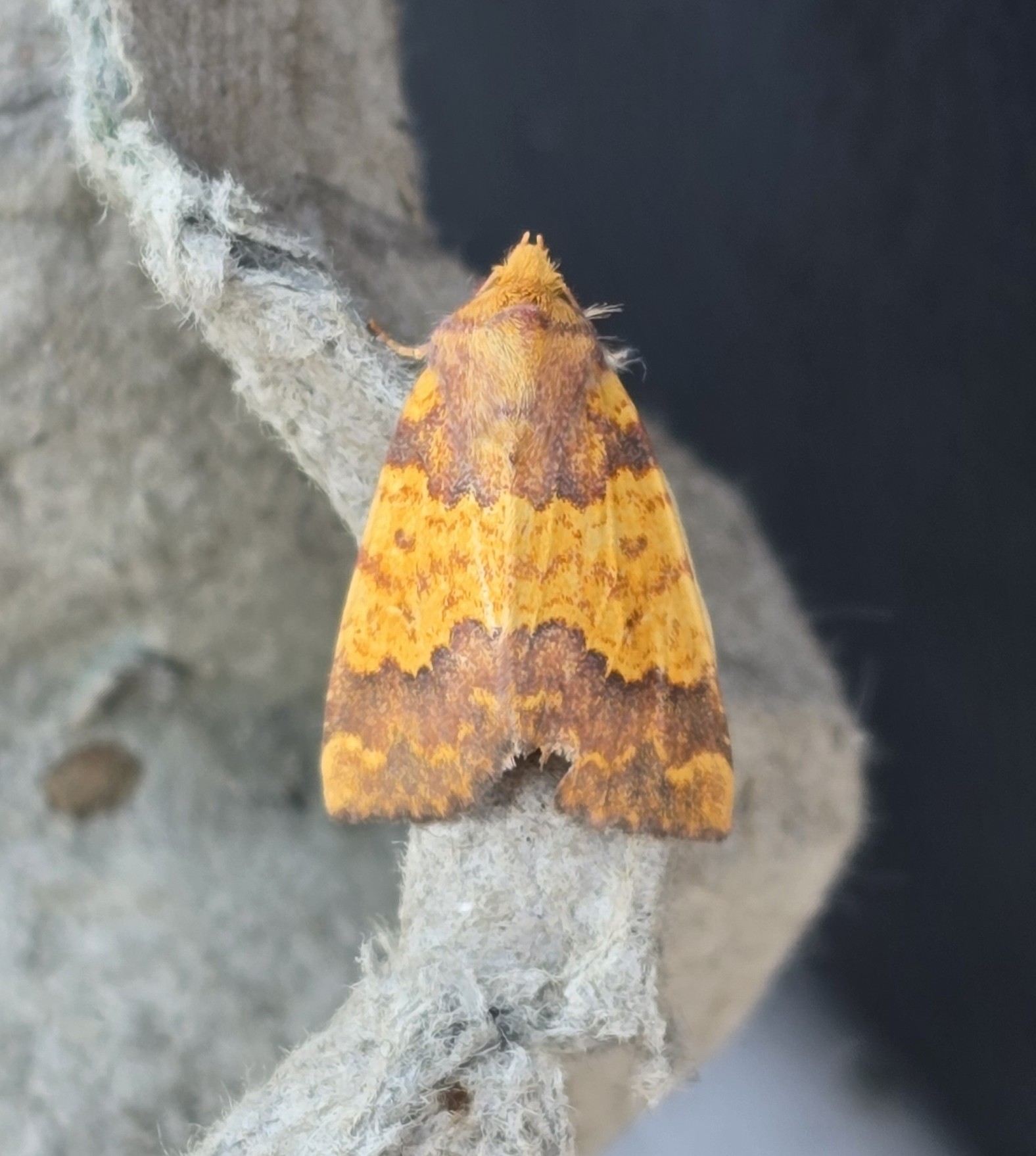 Photo of Barred Sallow (Tiliacea aurago)